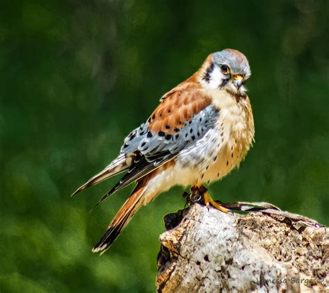 Kestrel | Taken at Mountsberg Conservation in Milton, Ontari… | Flickr