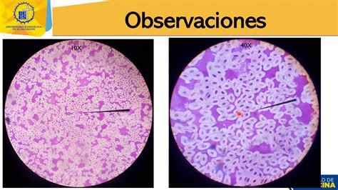 Haciendo Quedar asombrado espontáneo celula animal microscopio optico ...