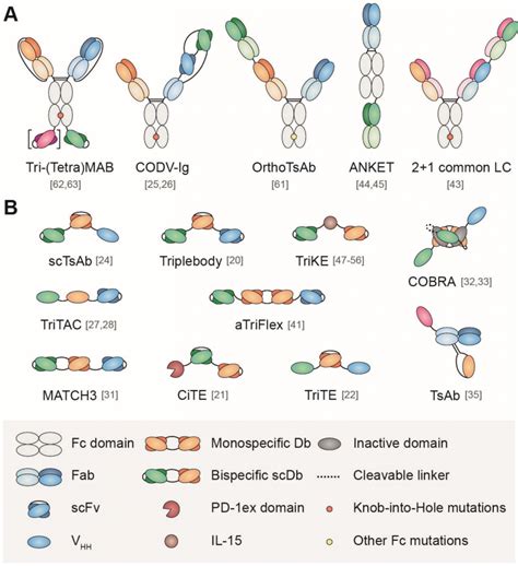 Multispecific Antibodies Enhance the Effectiveness of Cancer ...