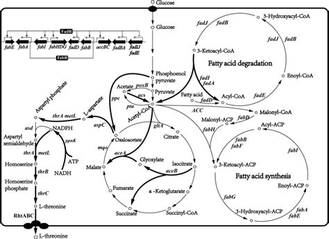 The l-threonine biosynthetic pathway, fatty acid metabolism, and ...