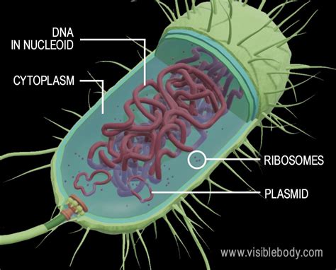 Prokaryotic Cells 5678 | The Best Porn Website