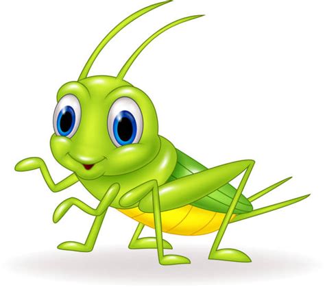 Cricket Insect Clip Art, Vector Images & Illustrations - iStock