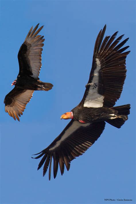 California Condor in the Pacific Northwest (U.S. National Park Service)