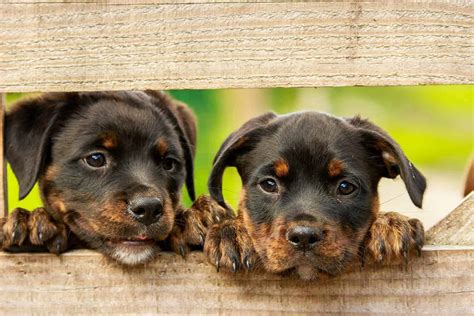 Dog Cloning and How it Can Affect Your Life - Bullyade.com