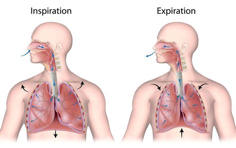 How Does Your Body, Body Cells, and Lungs Use Oxygen?