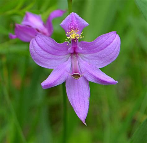 Calopogon oklahomensis (Oklahoma Grass Pink): Go Orchids