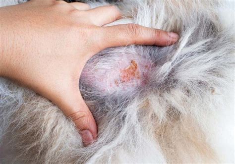 Skin diseases in dogs: types, symptoms - LabRes