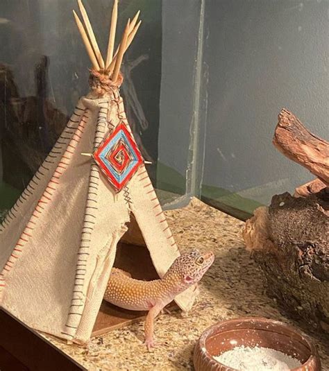 Sunny's #tipi #teepee #leopardgecko #diy #craft #gecko | Leopard gecko ...