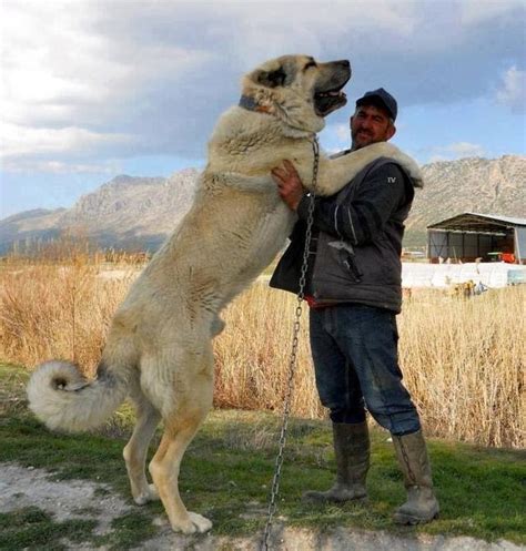 Kangal Shepherd Dog Vs Wolf