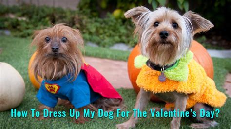 Top 10 Novel Dog Valentine Costume Ideas For Your Pooch - Petmoo