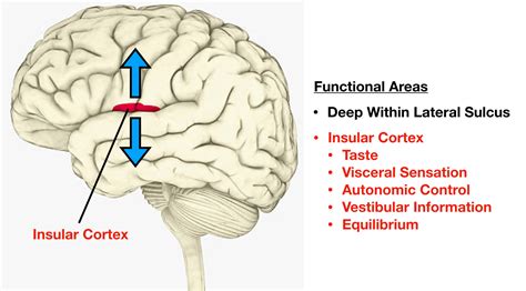 Lobes of the Brain: Cerebral Cortex Anatomy, Function, Labeled Diagram ...