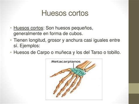 Huesos Cortos Ejemplos