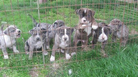 Catahoula Bulldog Puppies for Sale in Frazeysburg, Ohio Classified ...