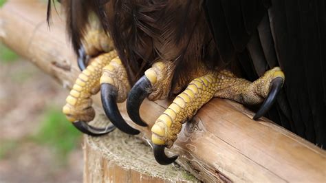 Talons of sea eagle close up. Female sea eagle, bird of prey Stock ...