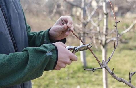 pruning plum trees scotland - Samara Olds