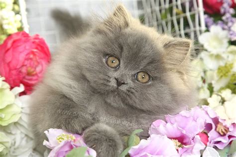 Sully - Blue Smoke Persian Kitten For Sale - Luxury Kittens