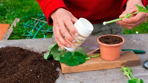 How to Use Rooting Hormone to Propagate New Plants From Cuttings | HowStuffWorks