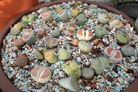 How to Grow and Care for Living Stone Plants