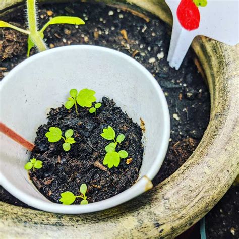 Planting Strawberry Seeds in Pots - Bunny's Garden