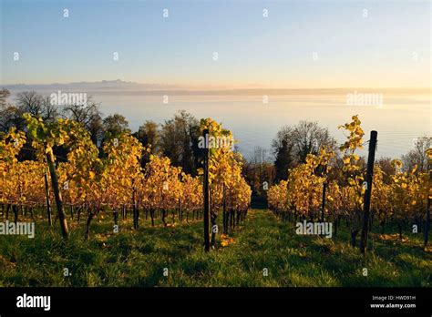 Germany, Baden Wurttemberg, Lake Constance (Bodensee), Meersburg, Vineyards Stock Photo - Alamy