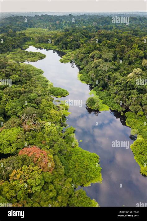 Aerial view of Congo basin rainforest and river, Akaka, Loango National ...