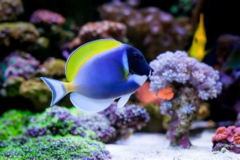 Are powder blue tangs reef safe? – Fishkeeping Forever