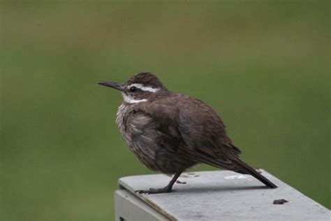 geno's blog: Torres del Paine - Wildlife