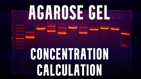 Calculation of Agarose Gel Concentration - YouTube