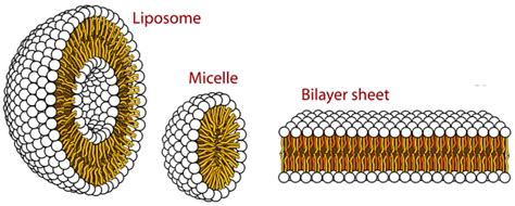 Liposomes vs. Lipid Nanoparticles: Which Is Best for Drug Delivery? | Biopharma PEG