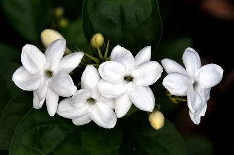 Arte, poesia e musica: Το γιασεμί ή ίασμος (Jasminum) στην Ποίηση