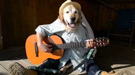 Hund spielt Gitarre / dog playing guitar - YouTube