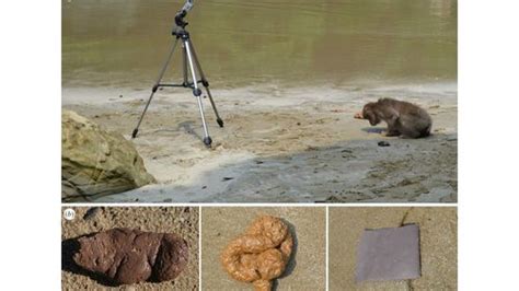 Scientists Prank Monkeys With Fake Poop For Real Research | IFLScience