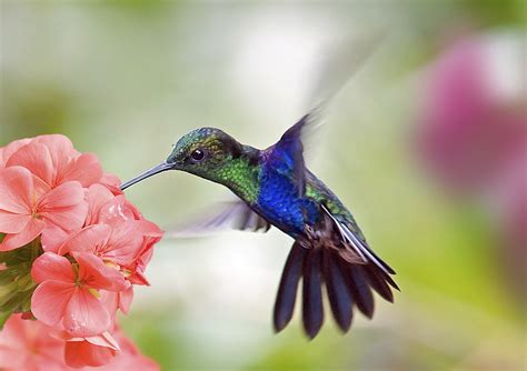 Facts about Hummingbirds and Google Hummingbird