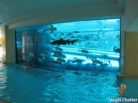 Gallery For > Home Shark Tank Aquarium | Amazing aquariums, Cool fish tanks, Fish tank