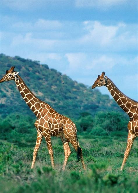 Luxury Kenya safari & beach | Audley Travel