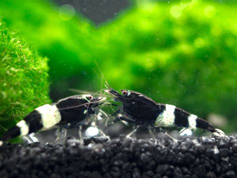 Black King Kong/Black Bolt Shrimp (Caridina cantonensis), A-S Grade on sale today for $ 10.99