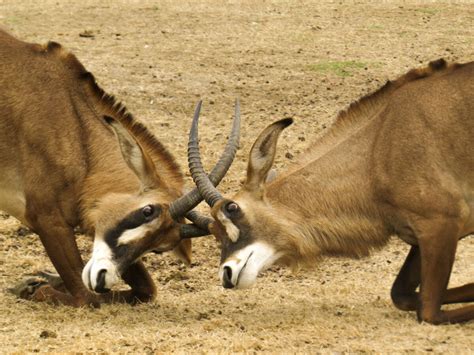 Antelope, Roan - Safari West