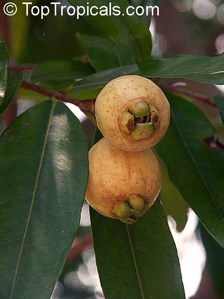 Jambo Fruit Tree | Fruit Trees