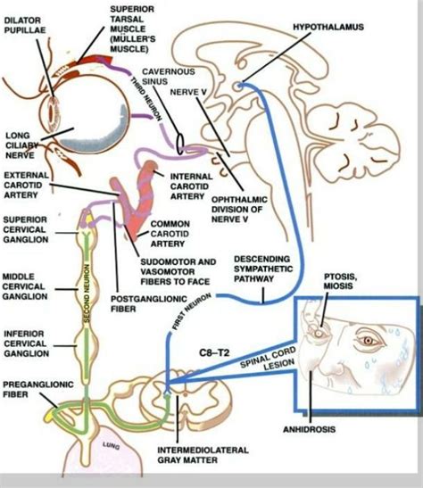 Pin em Neurology