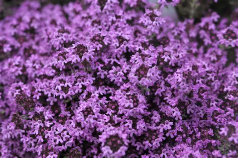 Creeping thyme plant care growing guide – Artofit