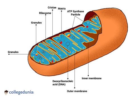 Labelled Diagram Of Mitochondria
