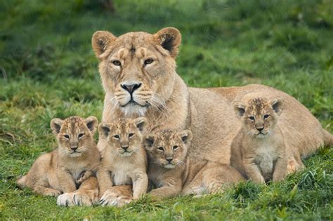 Four Endangered Lion Cubs Born At Fota Wildlife Park In Cork