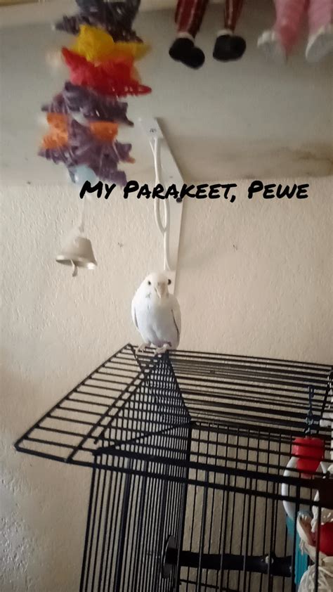 Opinion on cage setup for my parakeet that spends almost all day out of ...