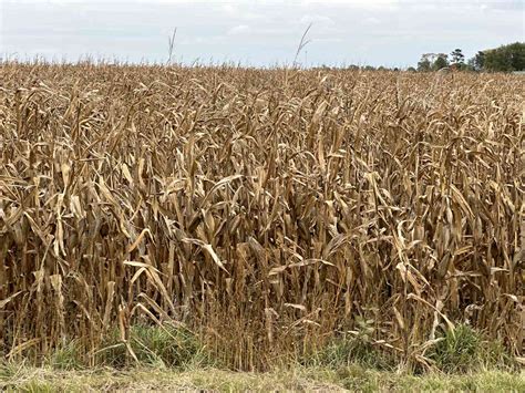 Feds Slightly Lower Iowa Corn Yield Estimates