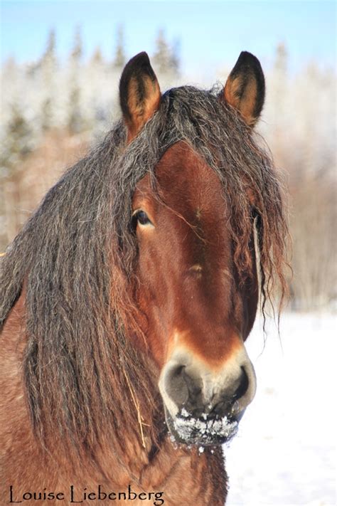 Predator Friendly Ranching : Importing of the Brabant horses