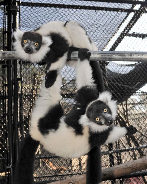 Duke Lemur Center