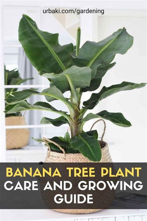 Banana Tree Plant: Care and Growing Guide | Banana plant care, Trees to ...