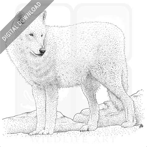 Arctic Wolf - Signed Fine Art Print