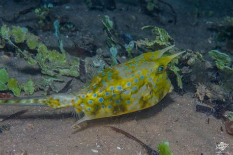 Longhorn Cowfish- Facts and Photographs | Seaunseen