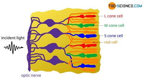 Color vision | tec-science